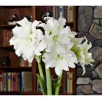 ราคา 1 หัวว่าน ว่านสี่ทิศฮอลแลนด์ Amaryllis Ice Queen 18 24 ซม สินค้านำเข้า แช่เย็นแล้ว หัวขนาดใหญ่ สินค้าจำนวนจำกัด (9126370936)