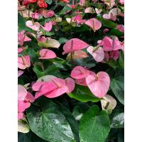 ราคา ต้นดอกหน้าวัว สีชมพูดอกเล็ก หน้าหวาน ต้นหน้าวัว ดอกหน้าวัว Anthurium ต้นสูง 40 55 ซม กระถาง 8 นิ้ว เศรษฐีเงินหนา หน้าวัวใบ ราชาแห่งไม้ประดับ ว่านมงคล ว่านไทย ปลูกแล้วดี เศรษฐีนิยม ต้นไม้มงคลเรียกทรัพย