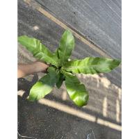 ราคา ต้นเฟิร์นข้าหลวง กระถาง 6 นิ้ว (17340887353)