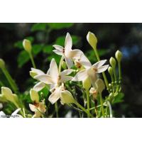 ราคา ต้นพันธุ์ปีบ ดอกสีขาว ถุงดำ 69 บาท ต้นกาสะลองต้นปีบไม้ประดับไม้มงคลให้ร่มเงาดอกหอม ดอกตากแห้งชงน้ำร้อนดื่มรสหวานดีต่อสุขภาพ (10412256193)