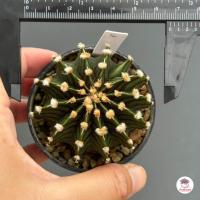ราคา ยิมโน LB 2178 Gymnocalycium แคคตัส กระบองเพชร cactus succulent (16413364524)