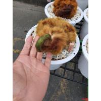 ราคา ว่านลูกไก่ทอง ว่านนำโชค ว่านเสริมการงาน เสริมโชคลาภ (17500752585)