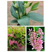 ราคา ต้นไข่มุกอันดามัน ดอกสวยมาก ดอกคล้ายไข่มุก ดอกออกตลอดทั้งปี สูง60 70ซ ม (18647025815)