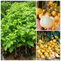 ราคา มะไฟเหรียญทอง ต้นพันธุ์กิ่งตอน ผลใหญ่ กลม เนื้อเยอะ รสชาติผลสุกหวาน อมเปรี้ยว อร่อย ปลูกง่าย ทนแล้ง ติดผลดก (19993422743)