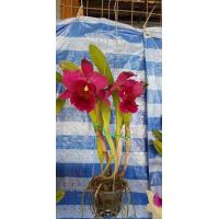 ราคา ต้นกล้วยไม้ แคทลียา Cattleya ราชินีแห่งกล้วยไม้ สีม่วงเข้มออกแดง ไม้พร้อมให้ดอก ดอกใหญ่พิเศษ ดอกหอม ออกดอกตลอด เลี้ยงง่าย จัดส่งพร้อมกระถาง 4 นิ้ว ลำต้นสูง 30 45ซม (21008910036)