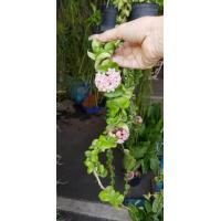 ราคา ต้นโฮย่าเกลียว Asclepias carnosa L f โฮย่าดอกชมพู ต้นไม้ที่เป็นสัญลักษณ์ของความรัก โฮย่า Hoya ไม้เลื้อยดอกสวย ออกดอกบ่อย จัดส่งพร้อมกระถาง 3 นิ้ว ลำต้นสูง 30ซม อย่างดี (20978167892)