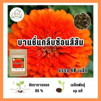 ราคา เมล็ดพันธุ์ ดอกบานชื่นกลีบซ้อน สีส้ม บรรจุ 60 เมล็ด (21038034855)