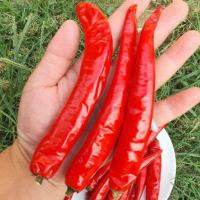 ราคา พริกชี้ฟ้ายักษ์ถูกที่สุด10บ พันธุ์พริกชี้ฟ้ายักษ์30 ปลูกง่าย ลูกใหญ่มากผลดก (21177743060)