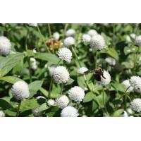 ราคา เมล็ดดอกบานไม่รู้โรย ขาว บานไม่รู้โรย ซื้อ 10 แถม 1 คละอย่างได้ (9957999261)