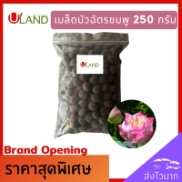 ราคา Uland เมล็ดพันธุ์บัวฉัตรชมพู 250 กรัม บัวหลวง เต็มเมล็ด อัตราการงอกสูง เมล็ดพันธุ์บัว บัวฉัตร ดอกบัวฉัตร ดอกบัวประดับ บัวสวยงาม (15553863077)