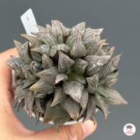 ราคา Haworthia Atrofusca Mutant ฮาโวเทีย ไม้อวบน้ำ กุหลาบหิน cactus succulentหลากหลายสายพันธุ์ (7161042373)