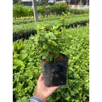 ราคา ต้นดูดทรัพย์ต้นคลาสซูล่า ต้นดูดเงินดูดทองปลูกลงกระถางได้ (9696329994)