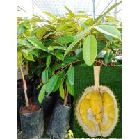 ราคา ต้นทุเรียนชะนีไข่ แบบเสียบยอดขนาด65 75cm เป็นทุเรียนพันธุ์เตี้ย รสชาติหวานมันอร่อยติดผลได้ง่าย (19092670345)