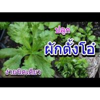 ราคา เมล็ดผักตั้งโอ๋บรรจุชุด200เมล็ด (10555930450)