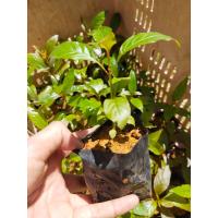 ราคา ต้นกล้ากระท่อมก้านแดง ความสูง10 เก็บเงินปลายทาง (12268392743)