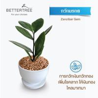 ราคา ต้นไม้พร้อมปลูก กระถางดินเผาสีขาวพร้อมจานรอง ไม้มงคล ไม้ฟอกอากาศ แถมฟรีหินตกแต่ง ต้นไม้ (21284434921)
