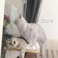 ราคา Happy เปลแมว เปลแมวติดกระจก ขนาดใหญ่ 55x35ซม รับน้ำหนักได้ถึง 15 kg ที่นอนแมว บ้านแมว ของเล่นแมว Cat Windows Bed Siter (11759786453)