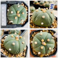 ราคา แอสโตรไฟตัม 5 พูแทรก มายริโอ ฟุกุริว 5 พู 6 พู Astrophytum myriostigma cactus แคคตัส กระบองเพชร (21305382384)