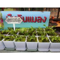 ราคา กาบหอยแคลง พืชกินแมลง ในกระถางชำ2นิ้ว (17678998315)
