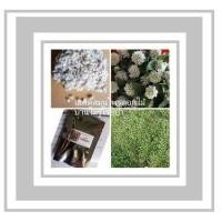 ราคา เมล็ดดอกบานไม่รู้โรยป่าดอกสีขาว บรรจุซองละ200เมล็ด (10575494603)