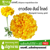 ราคา เมล็ดพันธุ์ ดาวเรืองฮันนี่โกลด์ 10เมล็ด อัตราการงอก95 ปลูกง่าย เมล็ดคุณภาพ เก็บไว้ได้1ปี แถมฟรี เมล็ดผัก (18343924494)