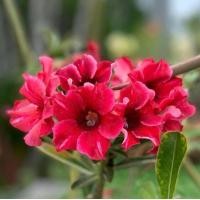 ราคา 2 เมล็ด เมล็ดพันธุ์ ชวนชม สายพันธุ์ Blossom สีแดง Bonsai Desert Rose Adenium Seed กุหลาบทะเลทราย ราชินีทะเลทราย บอนไซ มีคู่มือปลูก (19374323247)