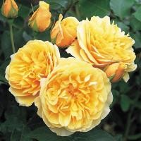 ราคา 30 เมล็ด เมล็ดพันธุ์ Home Plant Graham Thomas สายพันธุ์อังกฤษ ดอกกุหลาบ นำเข้าจากอังกฤษ ดอกใหญ่ พร้อมคู่มือปลูก English Rose seed (11769390683)