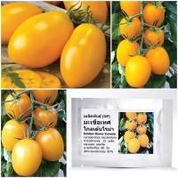 ราคา เมล็ดพันธุ์ มะเขือเทศ โกลเด้นโรม่า Golden Roma Tomato Seed บรรจุ 25 เมล็ด คุณภาพดี ราคาถูก ของแท้ 100 (13209583259)