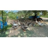 ราคา ไข่เชื้อห่านไอบริท และตูลูส เลี้ยงรวม ห่านสวยงาม (20804657281)