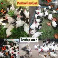 ราคา ไข่เชื้อไก่แจ้ ไข่ลุ้น เชื้อ ไก่แจ้ขาสั้น ซื้อ 5ฟองแถม1ฟอง ฟองละ 50บาท ไข่ไก่สวยงาม เชื้อแรง ไข่ไก่เชื้อ ไก่แจ้สีขาวหางดำ ไข่เชื้อไข่ไก่แจ้ ไข่เชื้อไก่แจ้สวยงาม เชื้อแรง (21189342407)