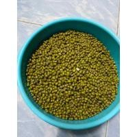 ราคา เมล็ด ถั่ว คัดพิเศษ ทดลองเพาะถั่วงอก ถั่วเขียว 200กรัม (20700901718)