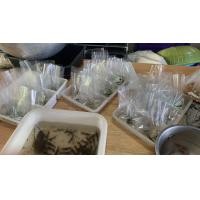 ราคา กุ้งก้ามแดงเพื่อบริโภคขนาด2 0cm จำนวนดูที่ตัวเลือก (20753387157)