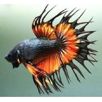 ราคา ปลากัดคราวเทล เพศผู้ คัดเกรด มีหลากหลายสีสัน (21207834765)