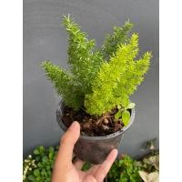 ราคา ต้นปริกหางกระรอก กระถาง 6 8 11 นิ้ว (18741565853)