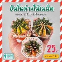 ราคา ยิมโนด่าง กระถาง 2 นิ้ว แคคตัส กระบองเพชร จัดส่งทั้งกระถาง (20974125282)