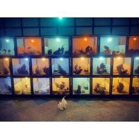 ราคา ไข่เชื้อไก่แจ้ คละสี 10 ฟอง (18503365885)