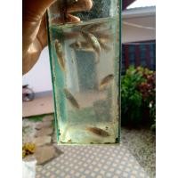 ราคา ปลากัดอีสานสายกัด ตัวเมีย ตัวใหญ่ๆ (20849658549)