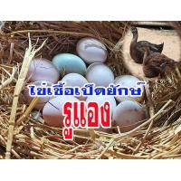 ราคา ไข่เชื้อเป็ดยักษ์รูแอง Rouen Duck จำนวน 2ฟอง เป็ดลุนดั๊ก ไข่ใหม่ สำหรับนำไปฟัก เก็บ3วันส่ง ประกันเชื้อทุกฟอง (11852610543)