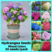 ราคา ปลูกง่าย Ready Stock In Thailand เมล็ดไฮเดรนเยีย Hydrangea Seeds Smooth Hydrangea 35เมล็ด การผสมสี เมล็ดไฮเดรนเยีย สีม่วง ชมพู พร้อมส่ง เมล็ดพันธุ์ ดอกไม้ พรรณไม้ ไม้ประดับ เมล็ดดอกไม้สวย ต้นไฮเดรนเย 