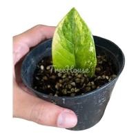 ราคา กวักมรกตด่าง มีหัวทุกต้น กระถาง 4 นิ้ว Zamioculcas zamiifolia variegated สุ่มต้น คัดด่างสวย 1 ใบ (20694187648)