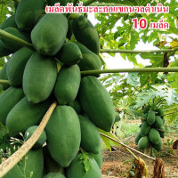 ราคา ปลูกง่ายในประเทศไทย เมล็ดมะละกอแคระแดง 10 เมล็ดสำหรับปลูกเมล็ดผลไม้สด Papaya Seeds เมล็ดต้นมะละกอเมล็ดพืชมะละกอพืชสดมะละกอขายพืชจริงพืชในร่มระเบียงต้นกล้าไม้ผลพืชผัก (21046781592)
