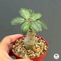 ราคา มะพร้าวทะเลทราย ไม้อวบน้ำ กุหลาบหิน cactus succulent (20942605307)