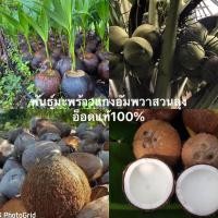 ราคา พันธุ์มะพร้าวแกงต้นเตี้ยลูกดก (19464855436)