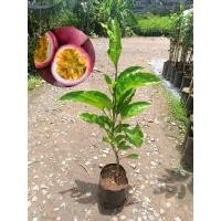 ราคา ต้นเสาวรสสีม่วง ต้นเสียบยอด ขนาดต้น 50 60 เซ็น หวานอร่อย (20287108362)