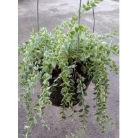 ราคา เดฟหัวใจล้านดวงด่าง เดฟหัวใจด่างกระถางแขวน 5 นิ้ว (19187562385)