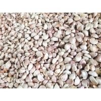 ราคา กระเทียมจีนแกะกลีบ แพ็ค1กิโล และขนาดอื่นๆ กลีบสวยแกะมือใหม่ๆ ไม่ช้ำค่ะ ทางร้านคัดให้อย่างดีก่อนส่งค่ะ (21255671581)