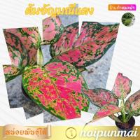 ราคา ต้นอัญมณีแดง กระถาง 3 นิ้ว ไม้มงคล ส่งพร้อมกระถาง (20977236053)