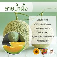 ราคา เมล็ดเมล่อนพันธุ์สายน้ำผึ้ง 100 เมล็ด ตราพยัคฆ์ติดปีก เมล็ดพันธุ์ เมล็ดเมล่อน เมล่อนเนื้อส้ม เมล่อน เมล็ดพันธุ์ผัก (13482490703)