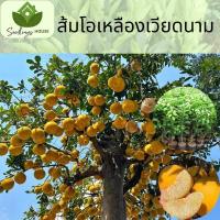 ราคา ต้นส้มโอเหลืองเวียดนาม ต้นทาบสูง 50 70 ซม ส้มโอเหลืองเวียดนาม ให้ผลผลิตสูง กรอบ รสหวาน (20878310076)