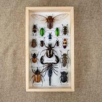ราคา กรอบรูปแมลงสต๊าฟ กรอบรูปแมลงต่างๆ แมงป่อง แมงมุมสต๊าฟ กรอบรูปไม้ติดผนัง กรอบรูปผีเสื้อสต๊าฟ เพื่อการเรียนรู้ กรอบตกแต่งบ้าน (21016450601)